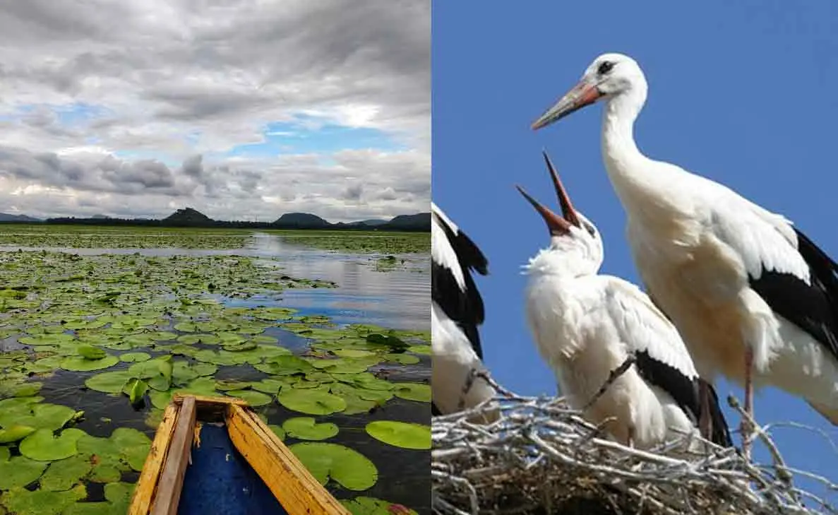 Kondakarla Ava Bird Sanctuary